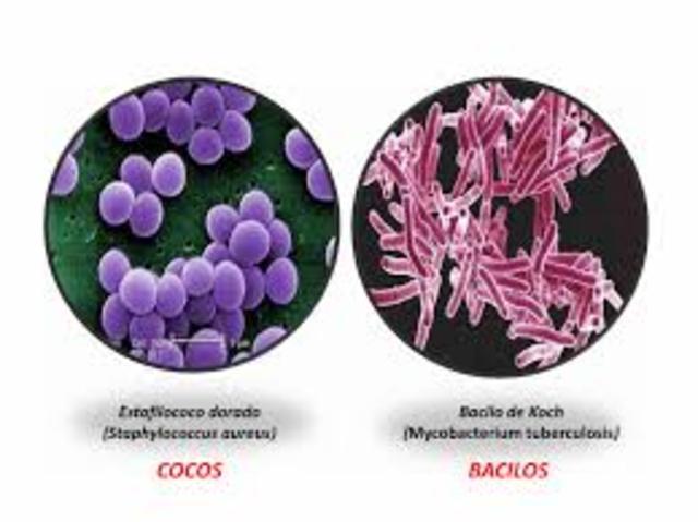 dos modelos de bacterias