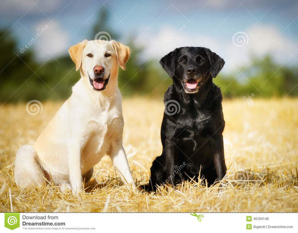 C adiciónes a la familia