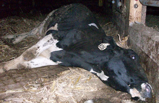 animales enfermos por un microorganismo patógeno1