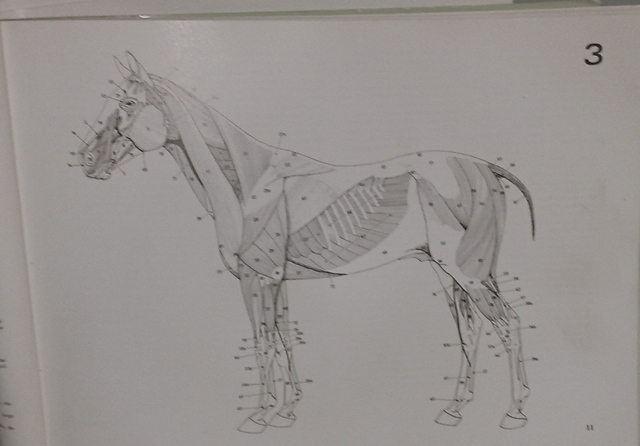 Resurgimineto de la medicina veterinaria