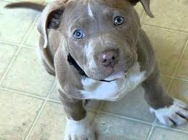 Yo recibí mi cuarta perro.