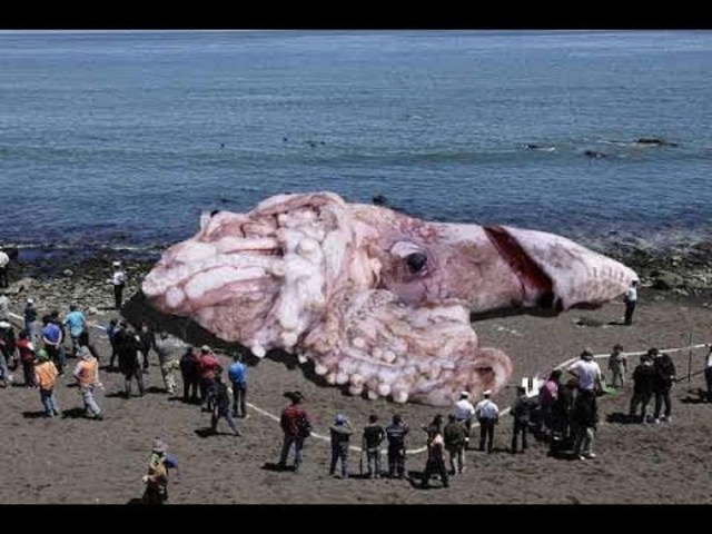 Giant Squid Washes up On Shore