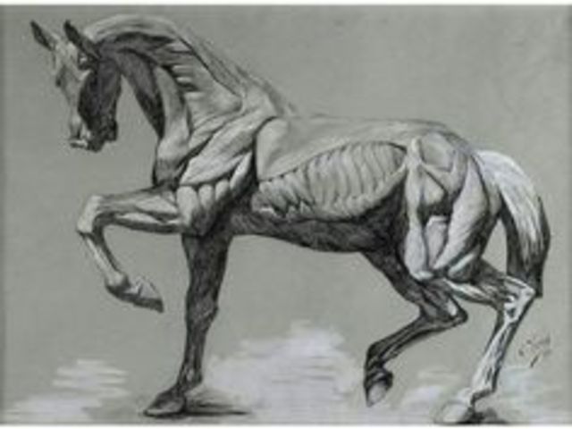 libro de natomia de los caballos