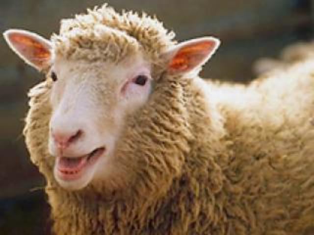 Oveja Dolly