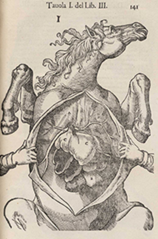 Publicacion de la anatomia del caballo