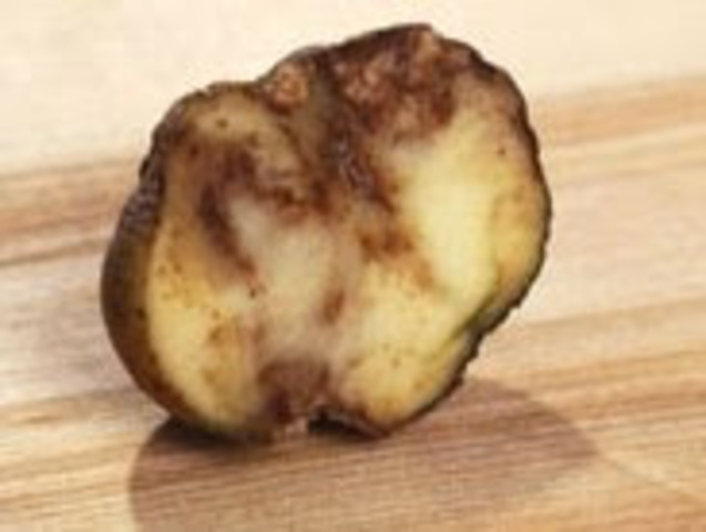 MILES JOSEPH BERKELEY