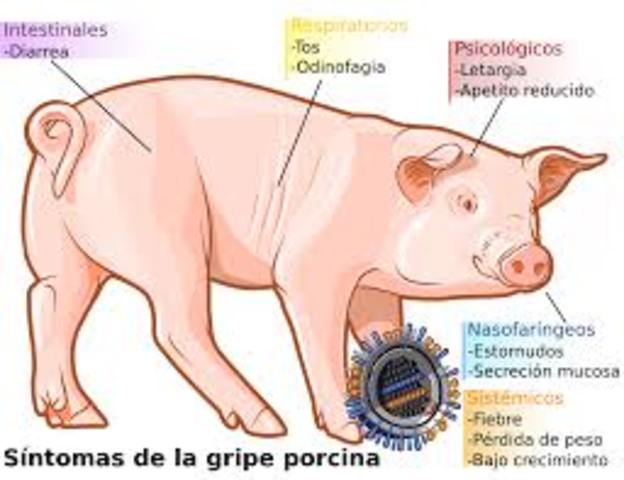 GRIPE PORCINA