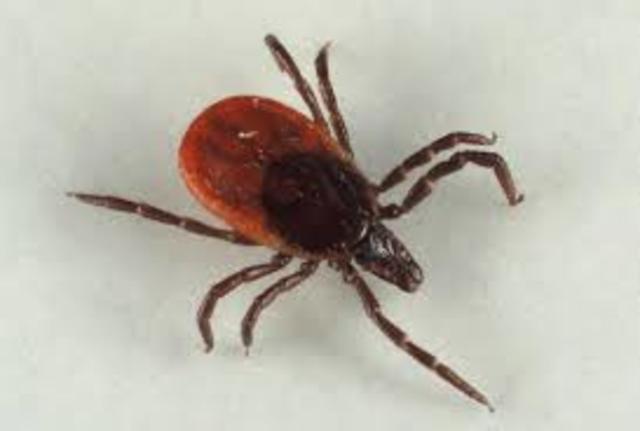 HOWARD TAYLOR RICKETTS