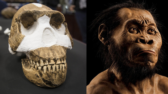Homo naledi