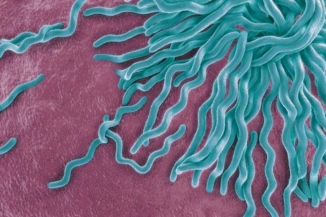 Obermeier, encuentra por primera vez una bacteria