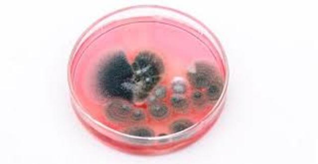 Desarrollo de la penicilina y otros agentes antibacterianos.