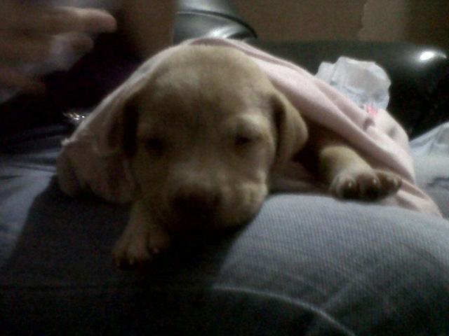 LLEGO SACHA A NUESTRAS VIDAS