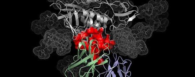 Descubrimiento de los anticuerpos.