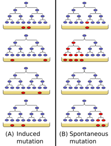 Max Delbruck y Salvador Luria