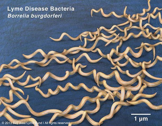 BORRELIA (BACTERIA)