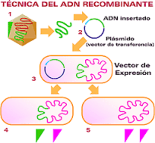 Stanley Cohen, Annie Chang, Robert Helling y Herbert Boyer