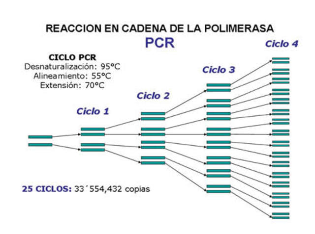 Tecnica PCR
