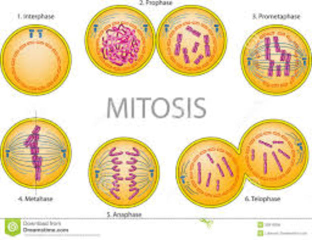 Mitosis