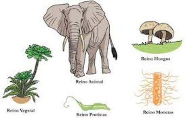 Reinos de la naturaleza