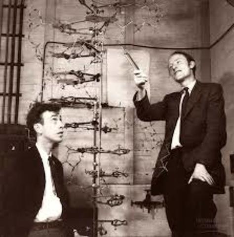 Estructura de ADN, Ames Watson, Francis Crick