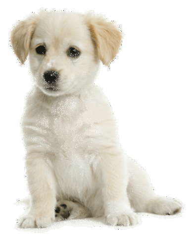 Tiene un nuevo perro.