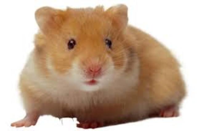 Hamster murio.