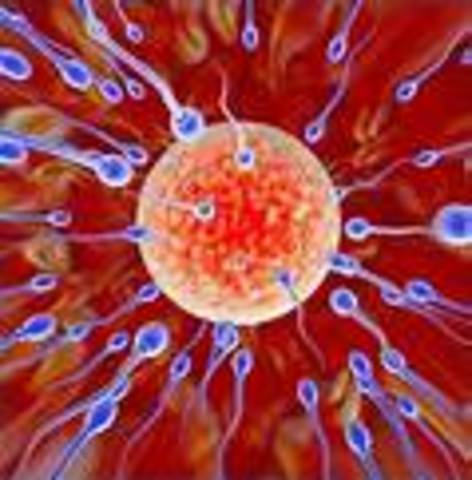 Fertilization