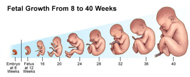 Stages of Pregnancy timeline | Timetoast timelines