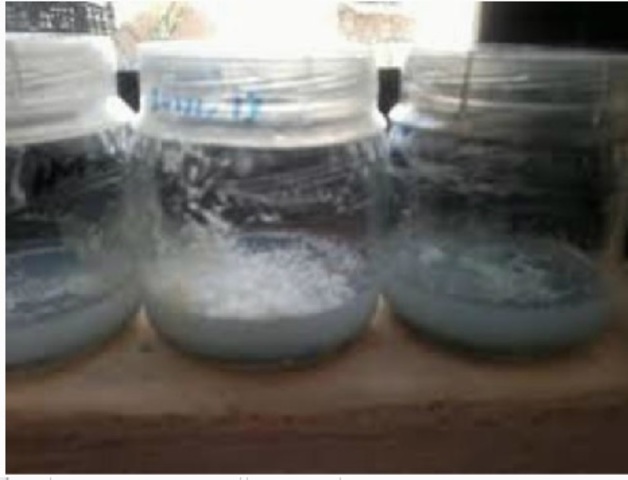 Heinrich schröder y theodor von dusch