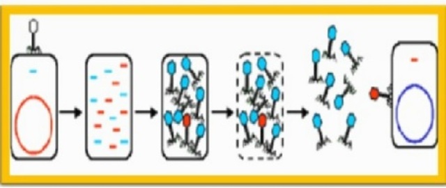 Norton Zinder y Joshua Lederberg