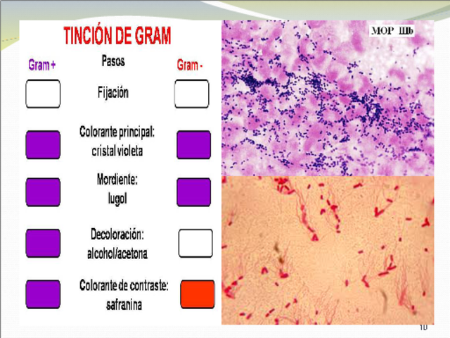 DESARROLO DE LA TINCION DE GRAM