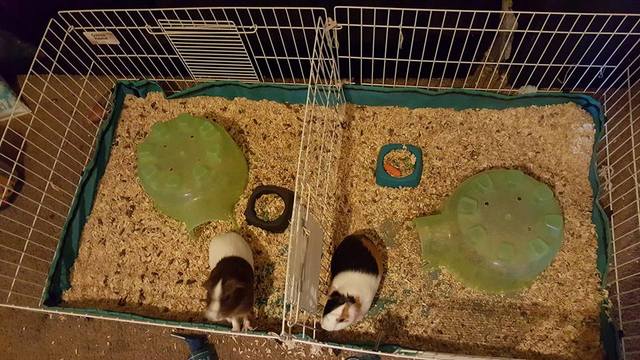 Letting go of my guinea pigs