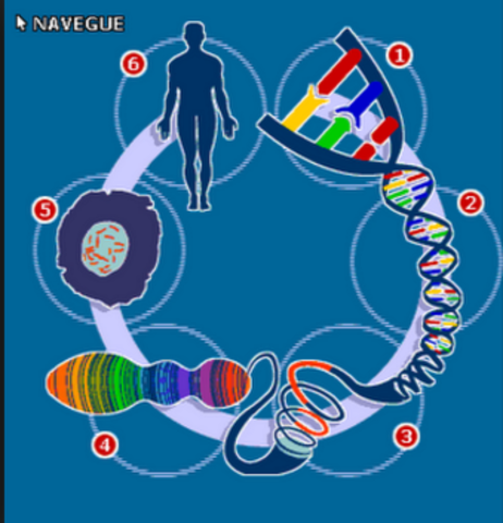 SE SECUENCIA EL GENOMA DE LA BACTERIA HAEMOPHILUS INFLUENZAE