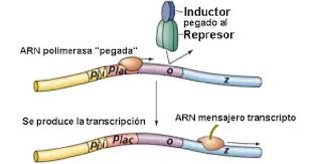 TRANASCRIPCION:MODELO DE OPERON François Jacob y Jacques Monod