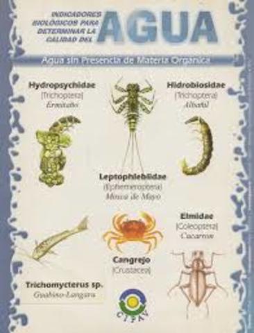 Macroinvertebrados como indicadores de la calidad del agua.