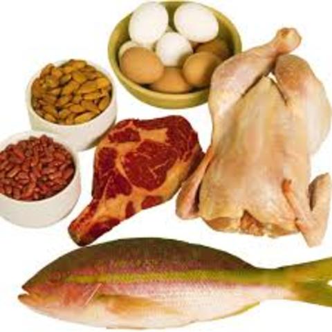 proteìna animal