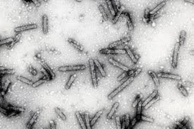 AILAMIENTO DEL PRIMER VIRUS VEGETAL