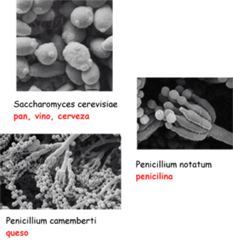 PRIMEROS EXPERIMENTOS CON MICROORGANIMOS PARA LA FERMENTACION