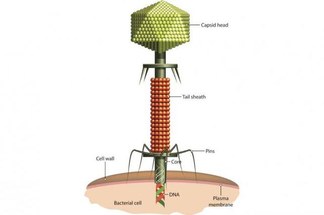 DESCUBRIMIENTO DE LOS BACTERIOFAGOS