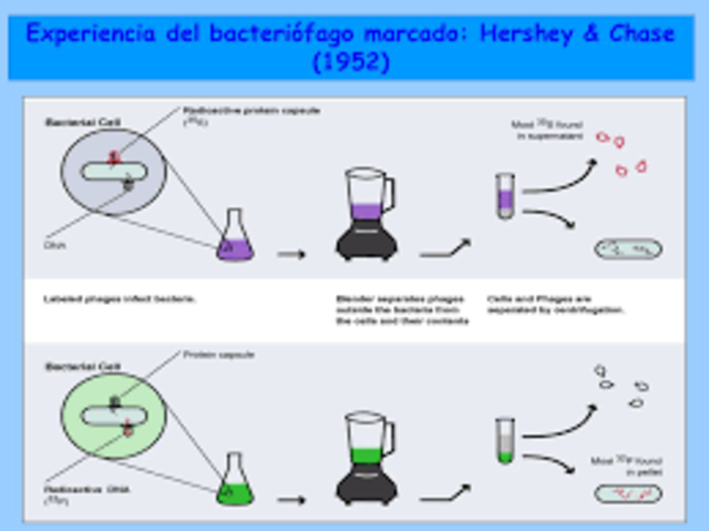 CELULA BACTERIANAS E INFECCIONES