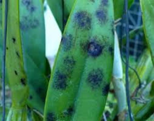 AISLAMIENTO DEL PRIMER VIRUS VEGETAL