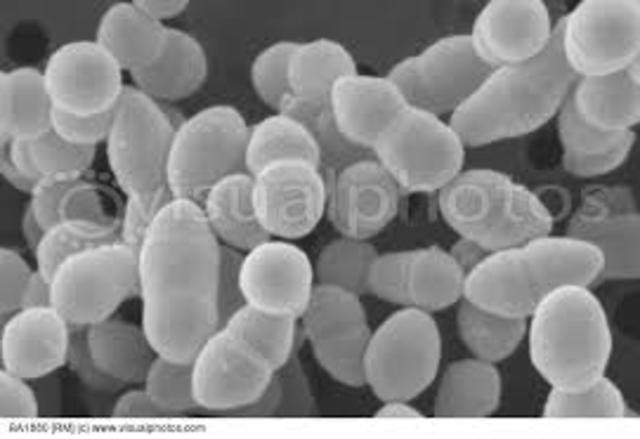 Bacterium lactis