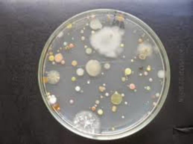 Crecimiento de Bacterias