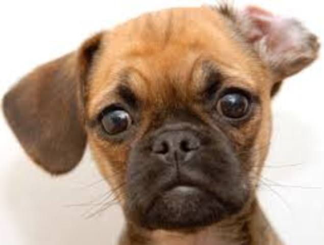 got my new dog bruno