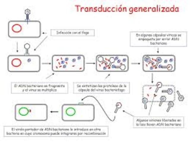 Norton Zinder y Joshua Lederberg