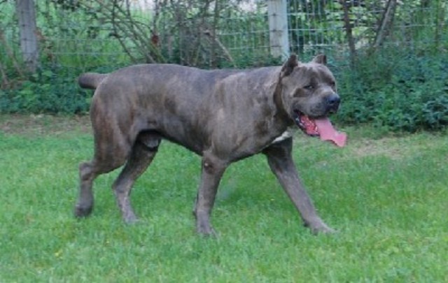 got our first big dog