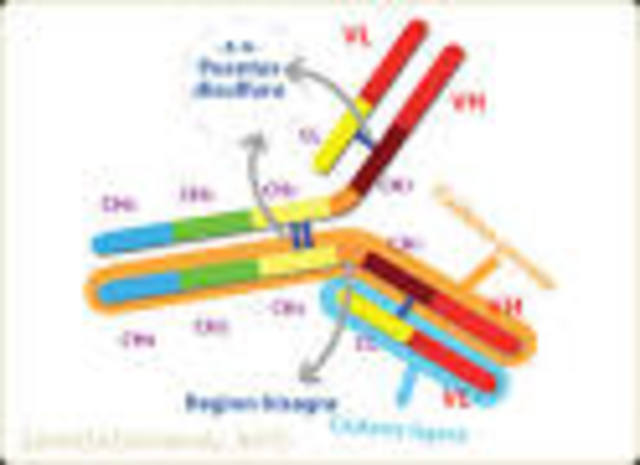 Estructura de las inmunoglobulinas