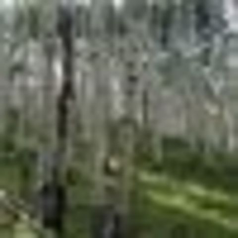 First time going Backpacking