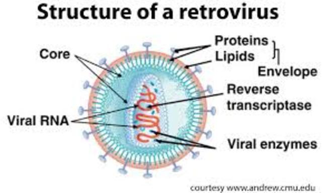 AISLAMIENTO DEL PRIMER RETROVIRUS