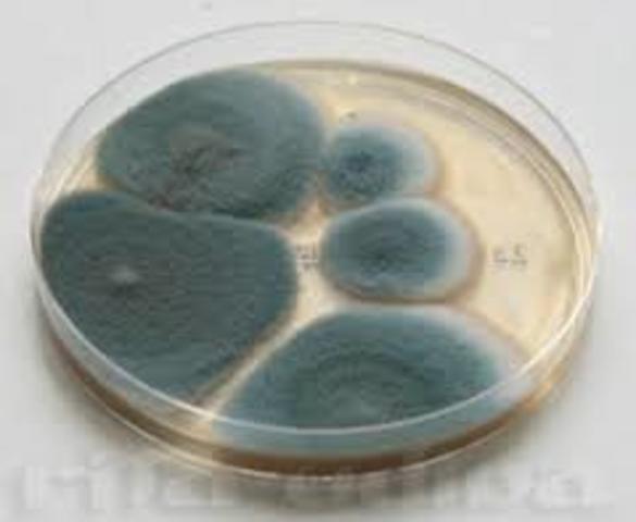 CULTIVACION DE VIRUS EXITOSAS